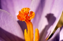 Crocus 5